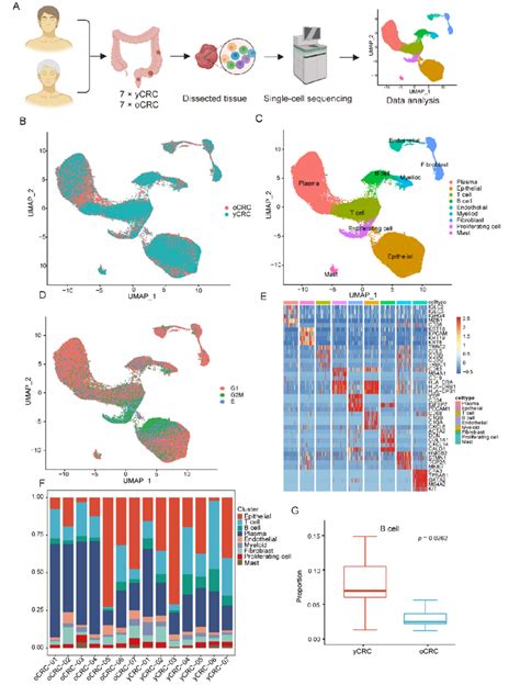 Overview Of Scrna Seq Analysis Of Ycrc And Ocrc A Schematic Diagram