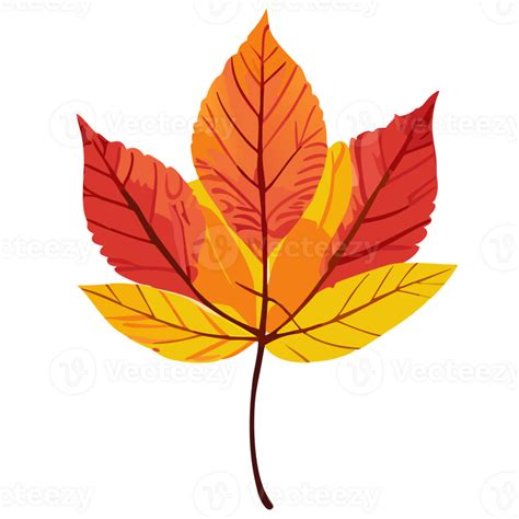 Fall Leaves Colors 48219926 Png