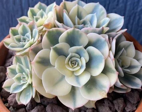 Echeveria Compton Carousel Cluster Rare Korean Variegated Succulent