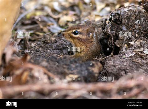 Chipmunk den hi-res stock photography and images - Alamy