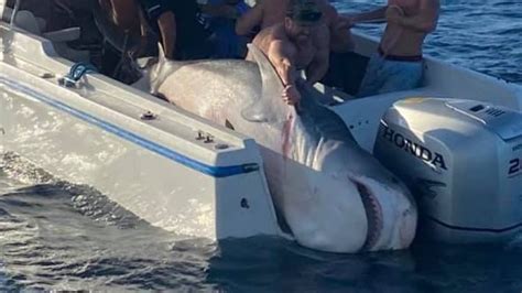 Tiger Shark Caught By Sydney Fisherman On Boat Near Botany Bay Nt News