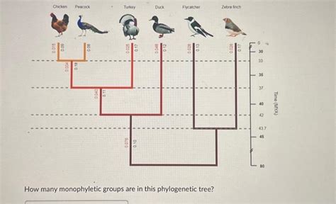 How Many Monophyletic Groups Are In This Phylogenetic