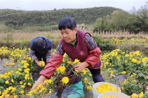 龙昌镇枫香树村：金丝皇菊采收忙 铺就增收致富路腾讯新闻