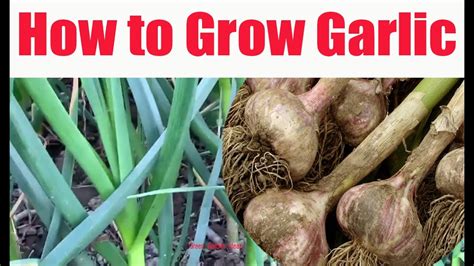 How To Grow Garlic In Your Garden How To Grow Garlic Step By Step