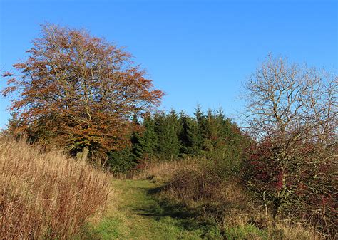 Path In Raven Craig Wood Anne Burgess Cc By Sa 2 0 Geograph