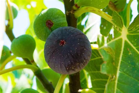 Potted Figs Trees » All the Top Growing Tips