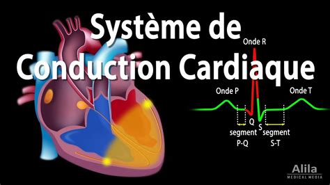 Le Système de Conduction Cardiaque et la Relation avec l ECG Animation