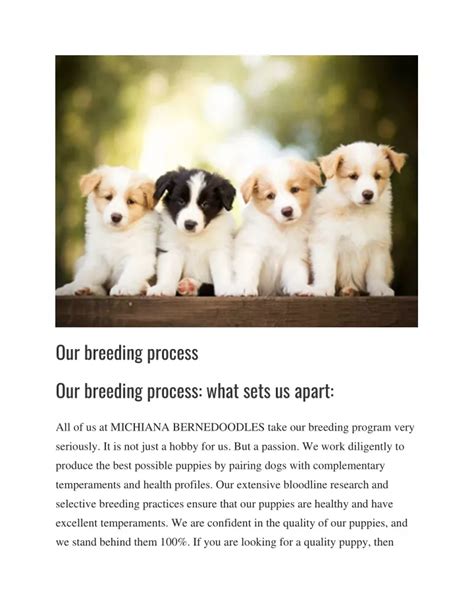 Ppt Our Breeding Process Powerpoint Presentation Free Download Id