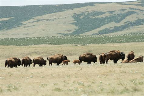 Where To Spot Our National Mammal In Colorado 5280