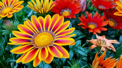 Gazania Plantation Entretien Soin Le Parisien