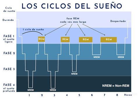 Fases Del Sue O Duracion Actualizado Noviembre