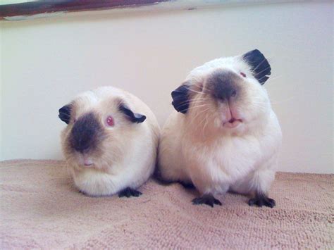 Himalayan Guinea Pig