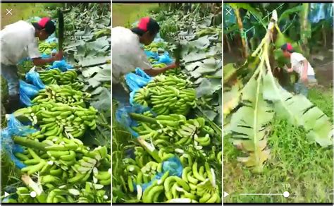 Video Protes Pisang Tak Laku Petani Nekad Musnahkan Semua Pisang Di