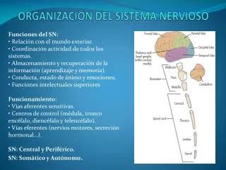 PPT HISTOLOGIA DEL SISTEMA NERVIOSO PowerPoint Presentation Free