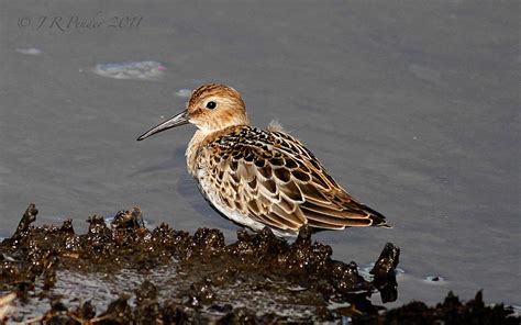 Joe Pender Wildlife Photography