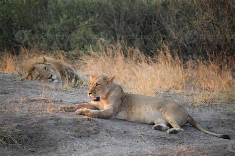 Lions in their natural habitat 13449171 Stock Photo at Vecteezy