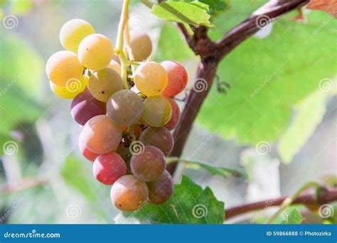 Grupo De Uvas Para Vinho De Amadurecimento Foto De Stock Imagem De