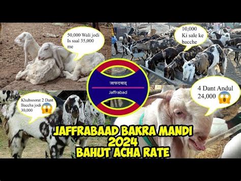 Jafrabaad Bakra Mandi 2024 Latest Update Sabse Sasti Mandi Is Saal