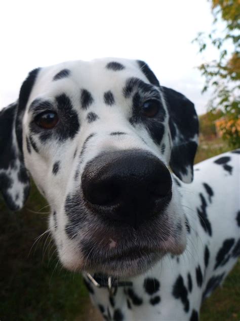 Dalmatian Lika