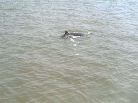 Bhitarkanika has more Dolphins in Odisha than Chilika Lake ...