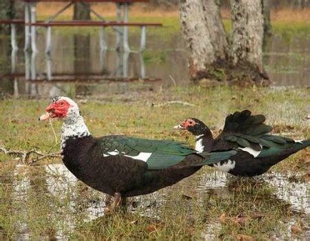 Muscovy Duck Male Vs Female Understanding The Differences Radar Bromo