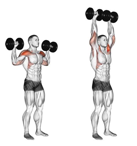 Full Body Dumbbell Workout Meanmuscles