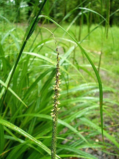 Carex Pendula Pendulous Sedge Marginal Pond Plants Pond Plants