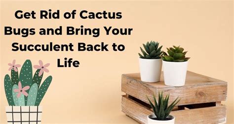 8 Ways To Get Rid Of Cactus Bugs And Bring Your Succulent Back To Life