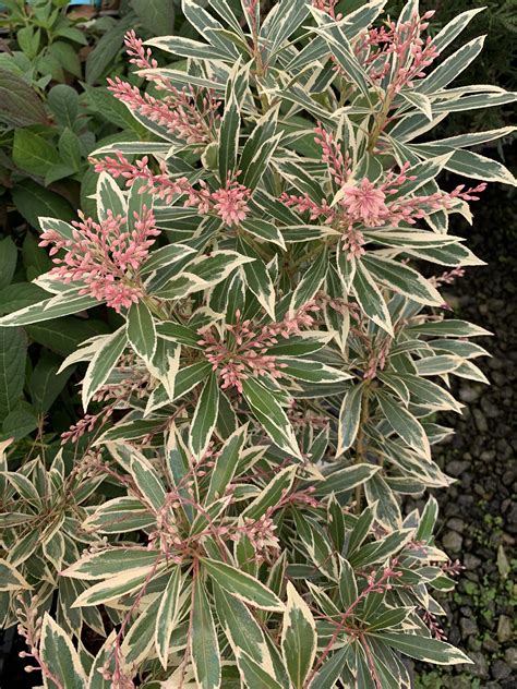 Pieris Japonica Flaming Silver Flowering Japanese Andromeda