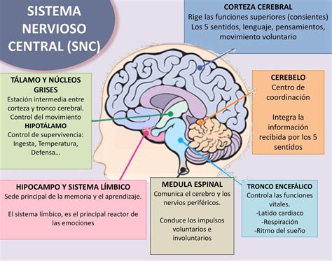 Como Funciona El Sistema Nervioso Central - Image to u