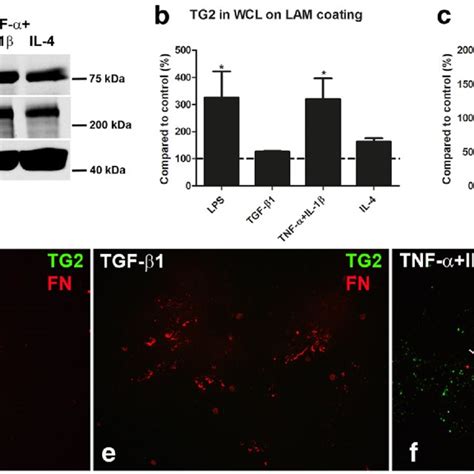 Tg And Fibronectin Are Deposited In The Ecm By Astrocytes Primary Rat