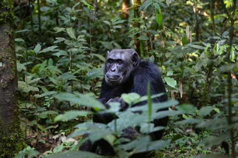 GOMBE STREAM NATIONAL PARK EncoreAfrica