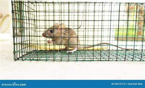 Ratte Des Kleinen Hauses Eingeschlossen in Einem Käfig Stockbild - Bild ...