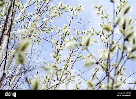 Pussy Willow Tree Blossom