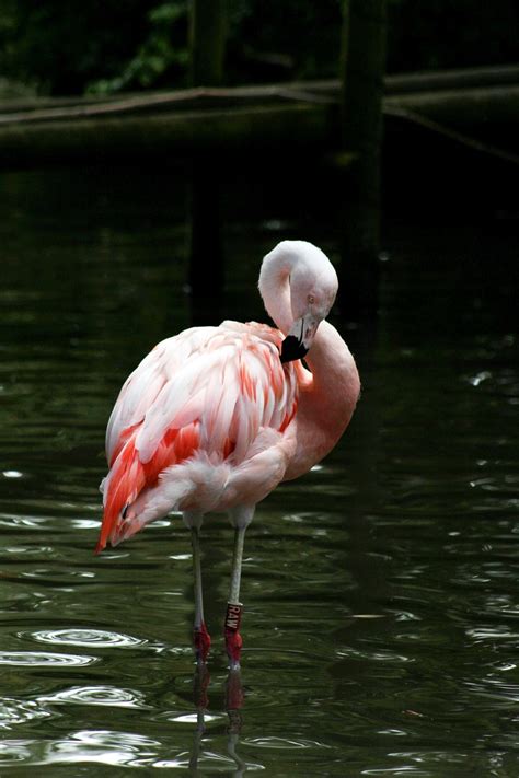 Burung Kebun Binatang Flamingo Foto Gratis Di Pixabay Pixabay