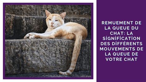 Remuement De La Queue Du Chat La Signification Des Diff Rents