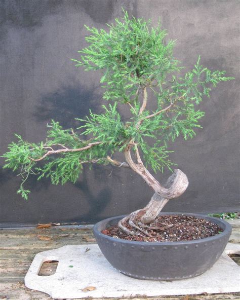 Bonsai Beginnings: Eastern Red Cedar