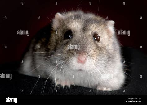 Black And White Hamster High Resolution Stock Photography And Images