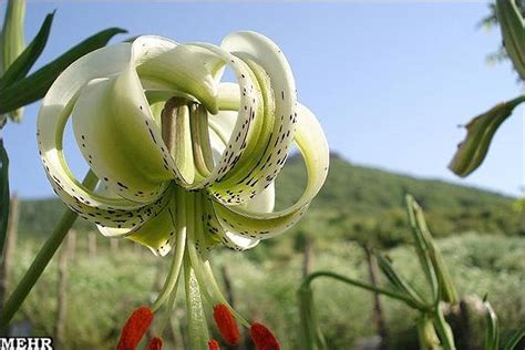 Lilium Ledebourii Tishineh Tourism