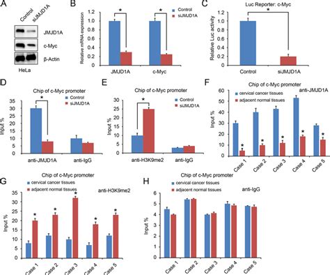 Jmjd1a Regulates C Myc Transcriptional Activity A And B Jmjd1a