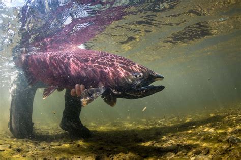 Download Underwater Viewof Pacific Salmon Wallpaper