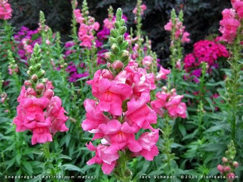 Antirrhinum majus