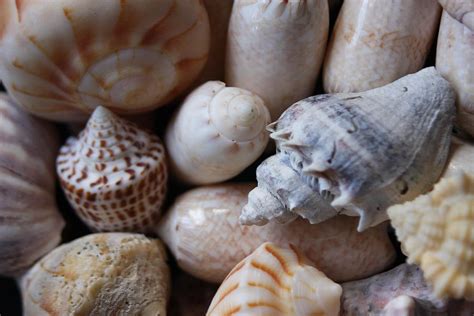 She Sells Seashells By The Seashore Photograph By Sheryl Chapman