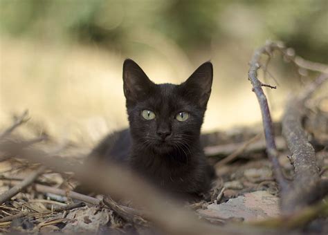 HD wallpaper: black, branches, cat, leaves | Wallpaper Flare