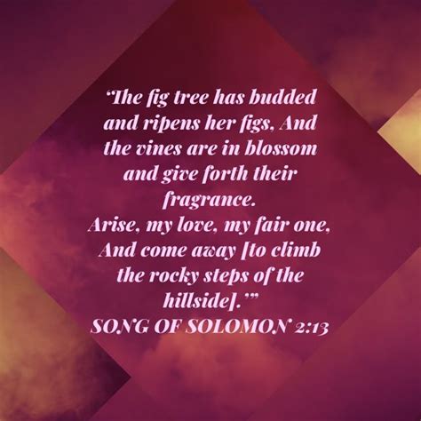 Song Of Solomon The Fig Tree Has Budded And Ripens Her Figs And