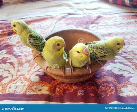 Pet Birds chirping at home stock image. Image of yellow - 295691223