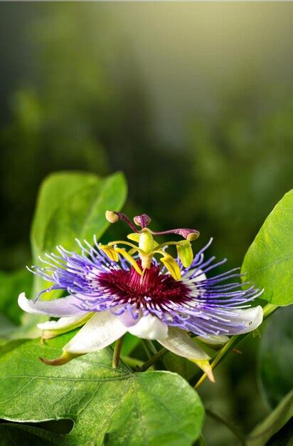 Premium Photo Passiflora Caerulea Passion Flower In Nature Alternative Herb Medicine Sedative