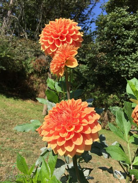 Two Large Orange Flowers With Green Leaves In The Foreground And Trees