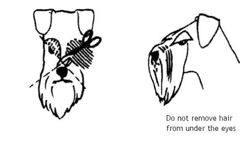 Grooming Tips - The Miniature Schnauzer Club