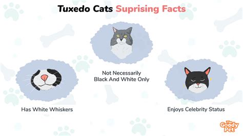 Tuxedo Cats - 13 Surprising Facts You Didn't Know - The Goody Pet